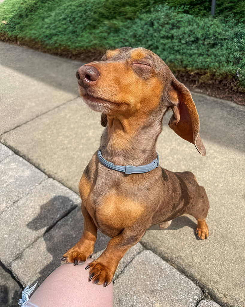 Desktop Hintergrund Gigapixel 818x1024